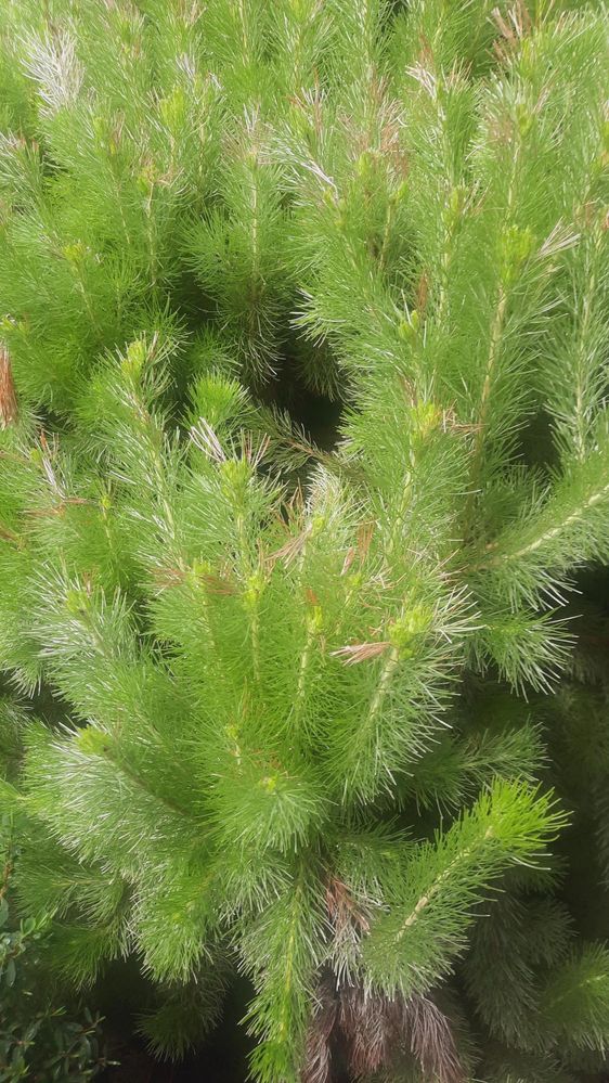 This plant is Furry but looks Spiky