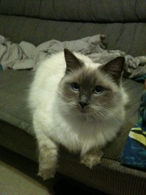 Dinah3.jpg