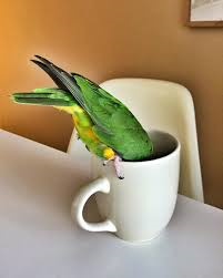 parrott.png