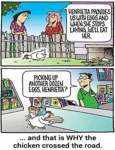 e7dda44b95317c0e2577db957c517212--chicken-animal-humor.jpg