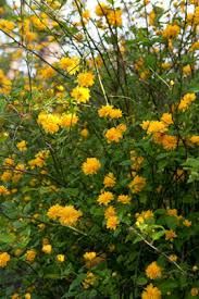 Kerria Japonica