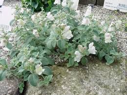 Antirrhinum hispanicum- perennial snapdragon.