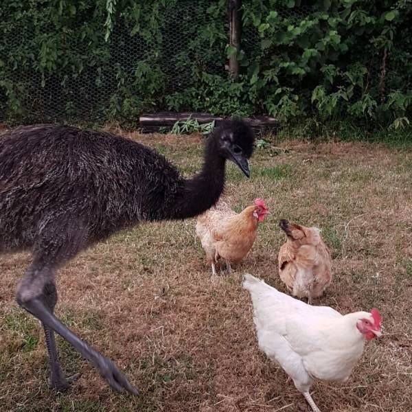 so_they_tried_raising_emu_instead_of_chicken_640_13.jpg