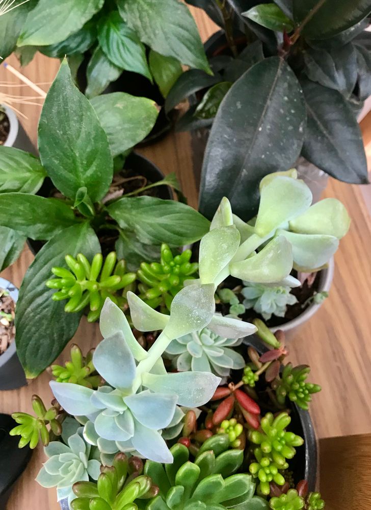 indoor plants.jpg