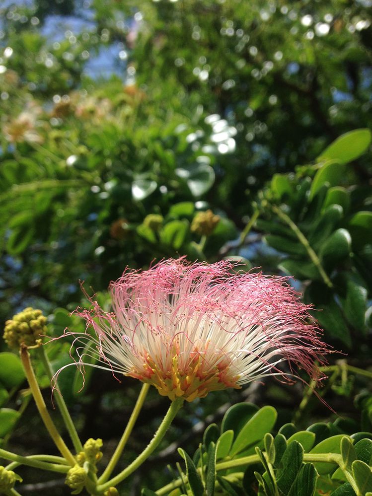 1-Albizia-saman-TNP.jpg