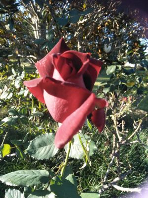 Red Rose from my garden