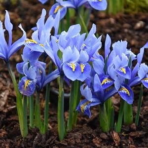 Iris reticulata