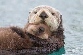 Otter.jpeg